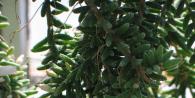 Эпикактусы - орхидейные кактусы (гибридные эпифиллумы) Тонкости в уходе выращивания эпифитных кактусов
