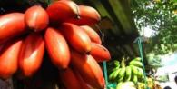 Как приготовить красные бананы (рецепт жареных бананов), фото